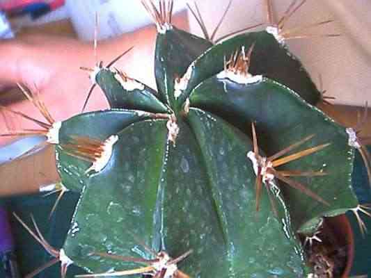 Amica senza nome 2a.jpg